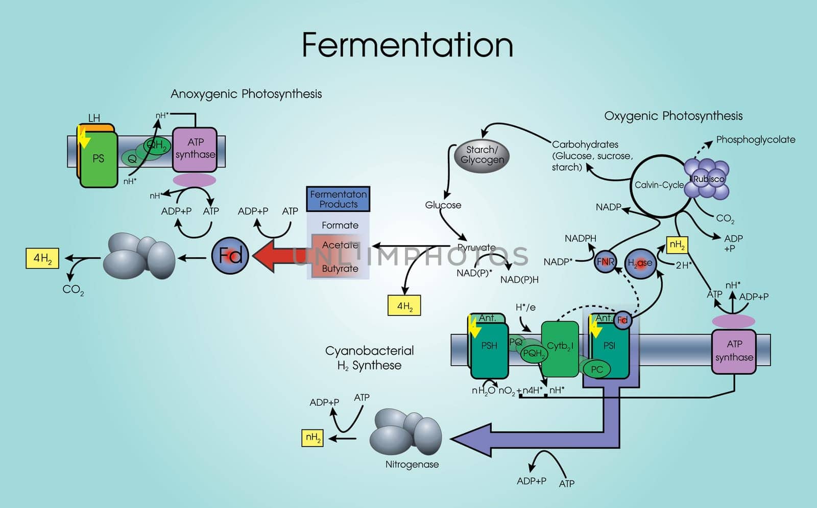 Fermentation is a metabolic process that converts sugar to acids, gases or alcohol. It occurs in yeast and bacteria, and also in oxygen-starved muscle cells, as in the case of lactic acid fermentation. Chart vector.