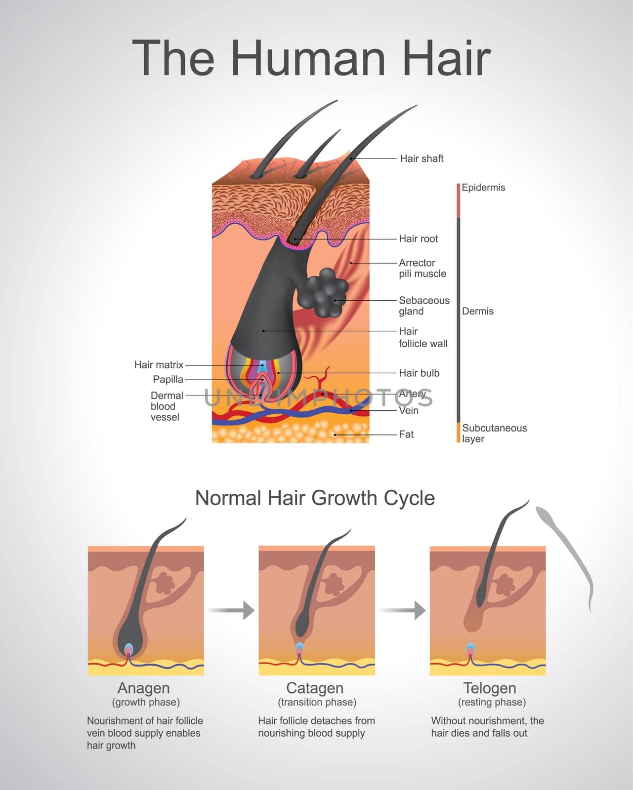 Hair follows a specific growth cycle with three distinct and concurrent phases anagen, catagen, and telogen phases. Each phase has specific characteristics that determine the length of the hair.