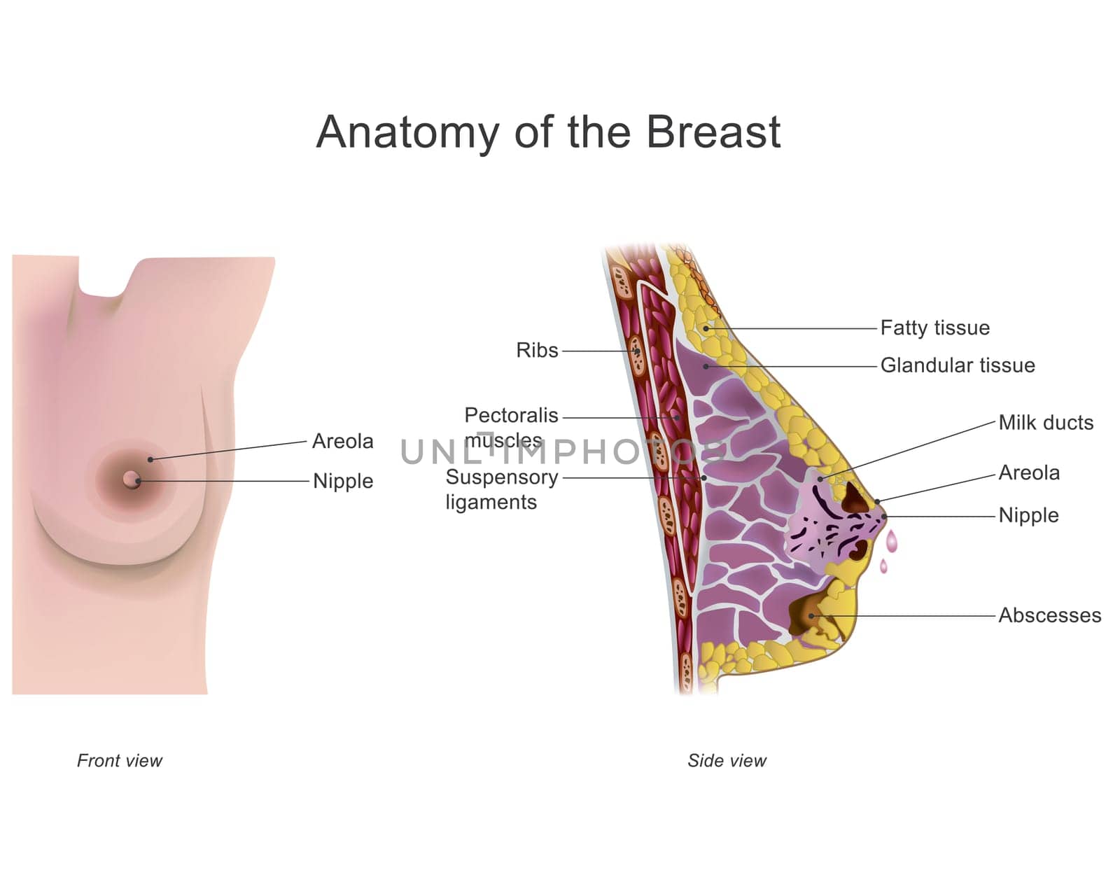 The breast is one of two prominences found on the upper ventral region of the torso of female and male primates. In females, it serves as the mammary gland, which produces and secretes milk and feeds infants. Illustration anatomy body.