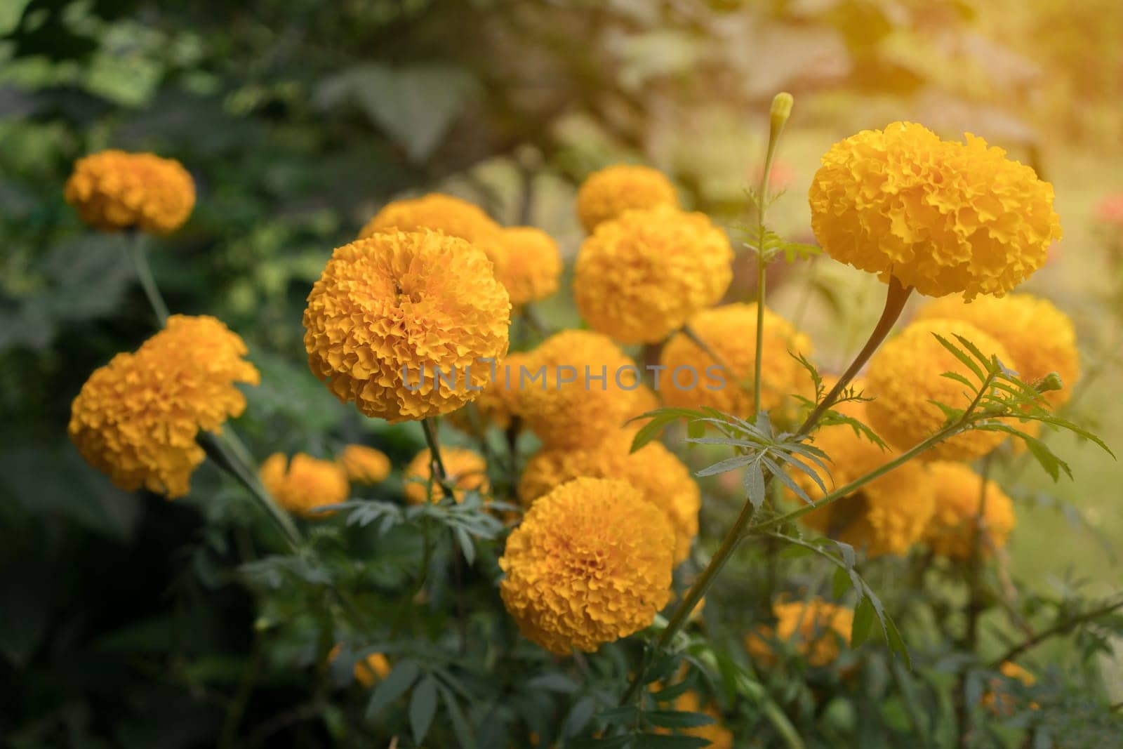 beautiful marigold flowers in the garden with sun light