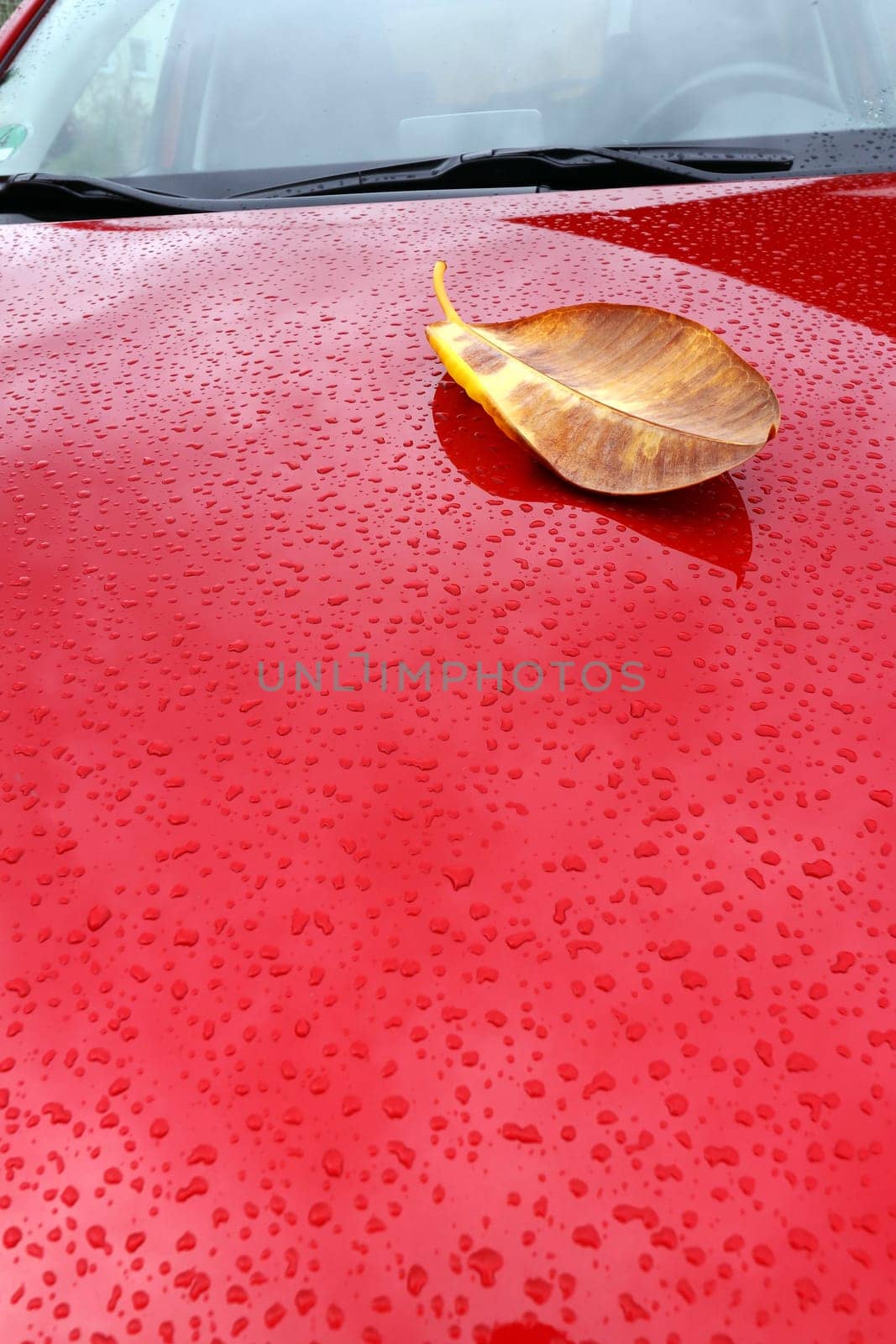 Autumn and rainy weather in road traffic. An autumn leaf on a rain-soaked car