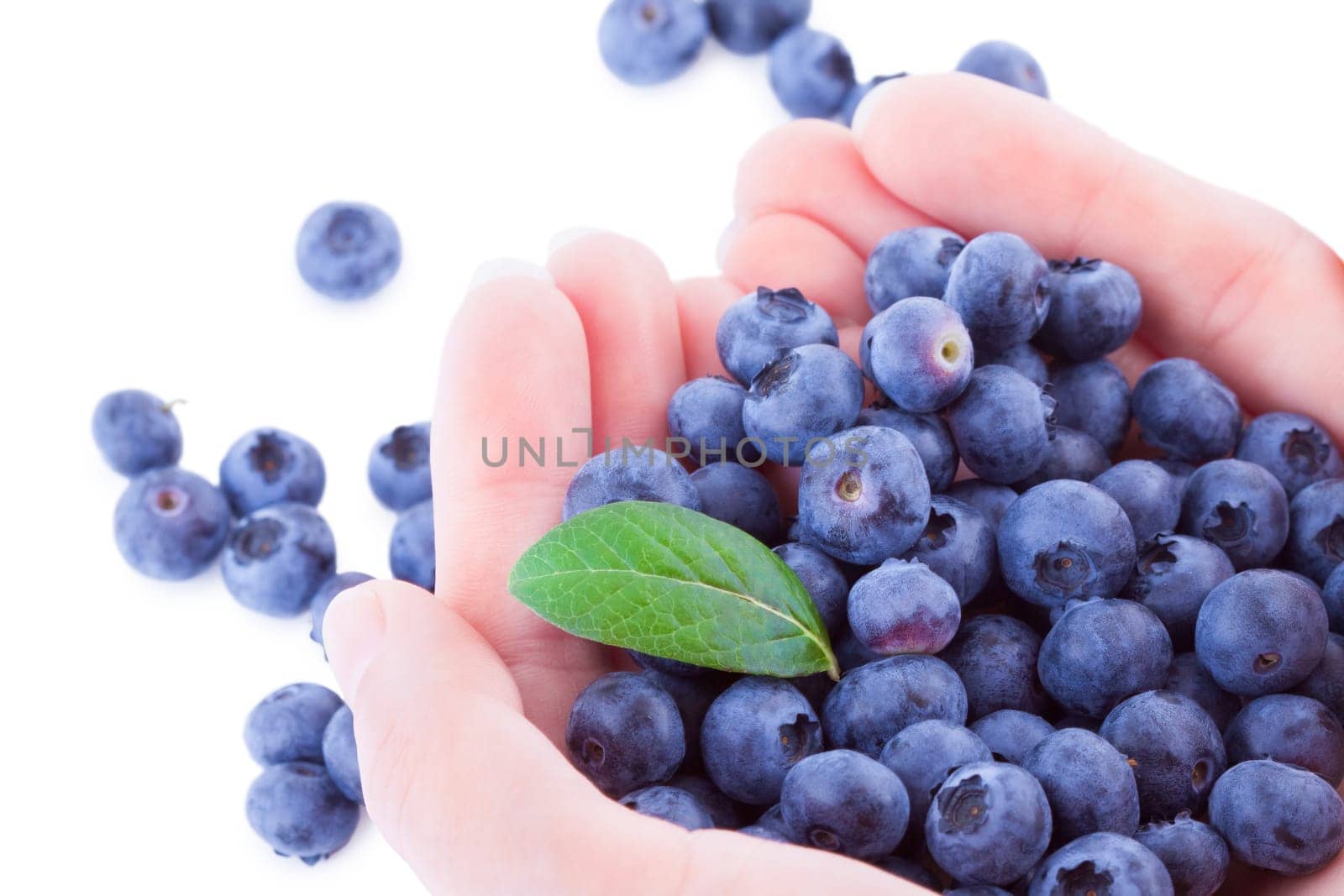 blueberry fruits in two hands isolated on white