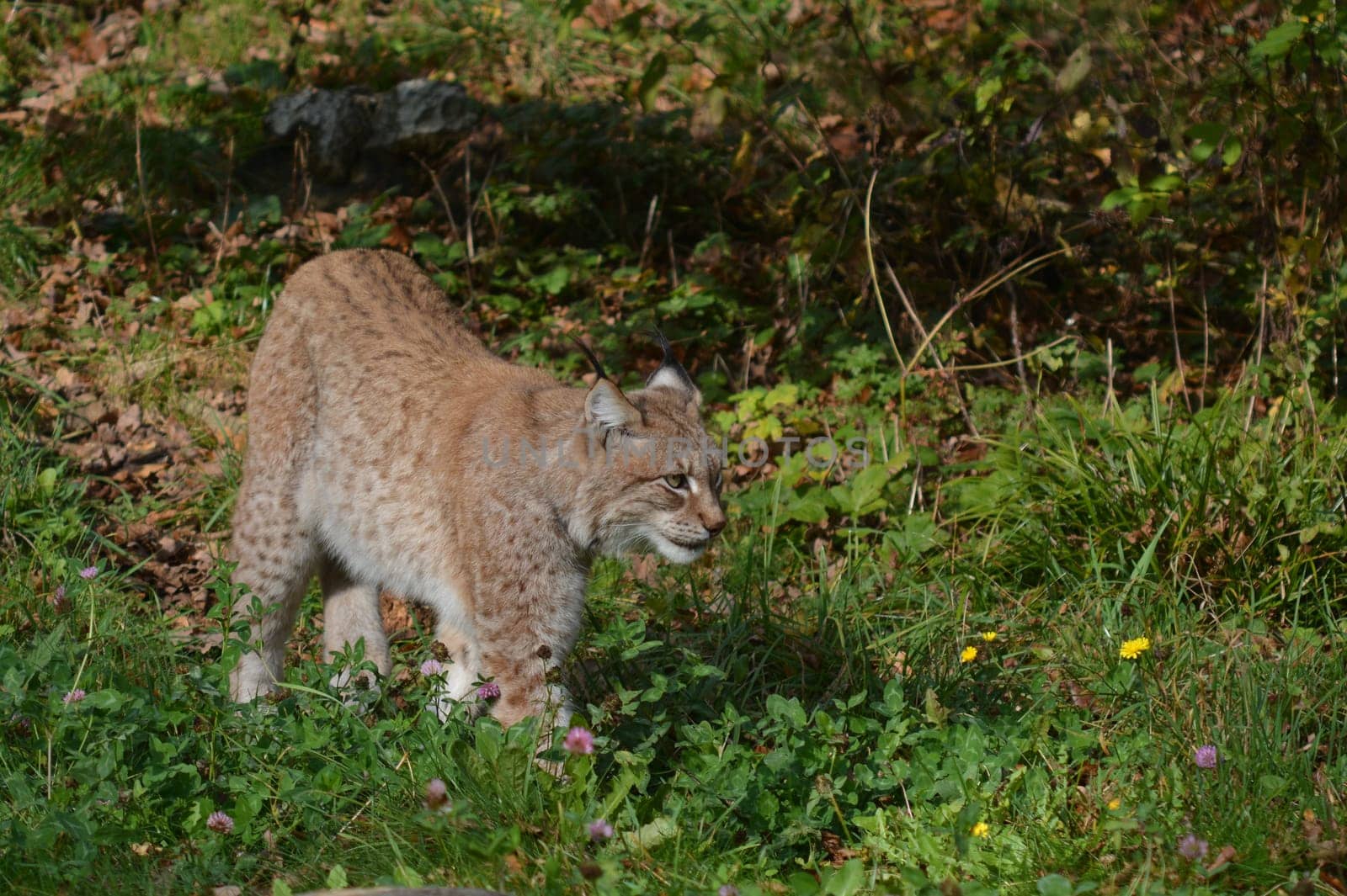 Lynx