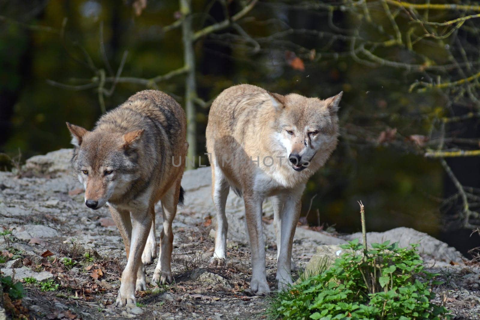 Timber Wolves