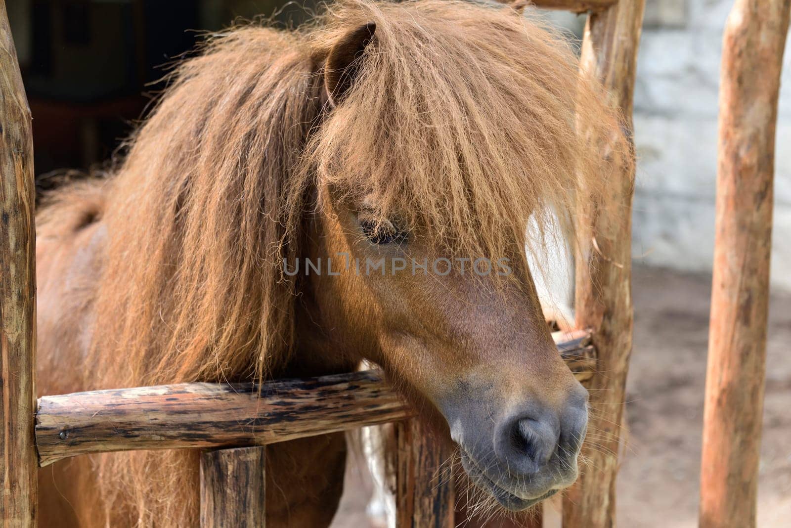Brown pony with funny hair on the horse stable