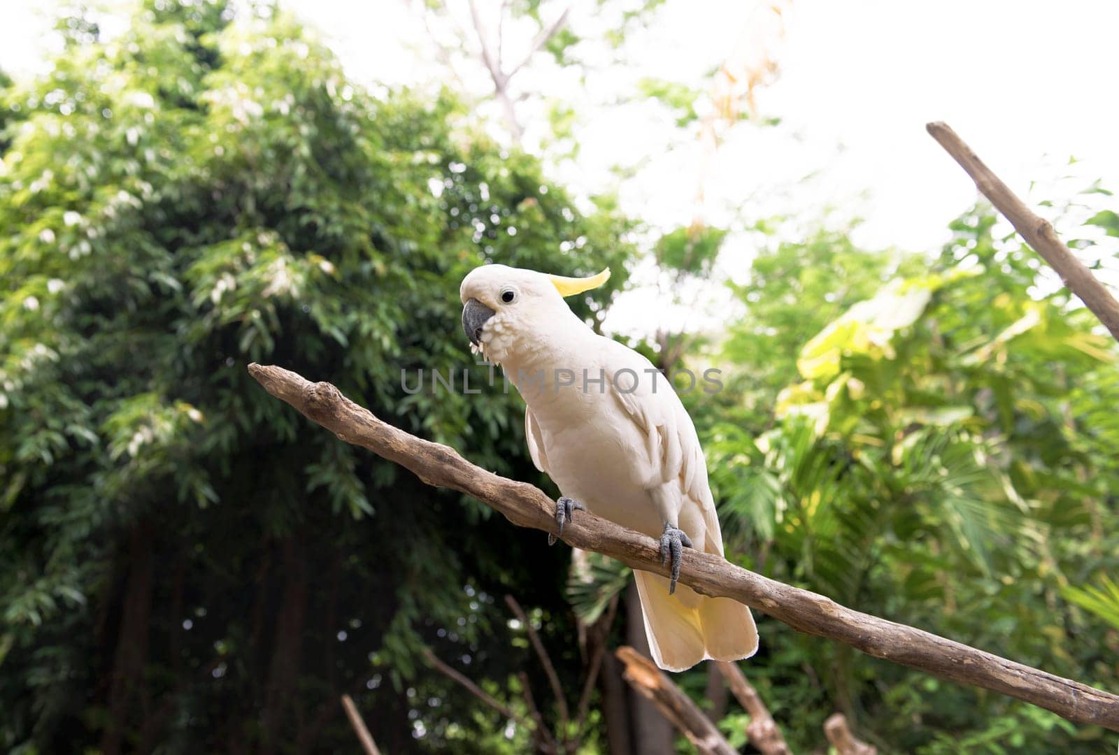 Sulphur-crested cockatoo (Cacatua galerita) sitting on tree branch in the zoo