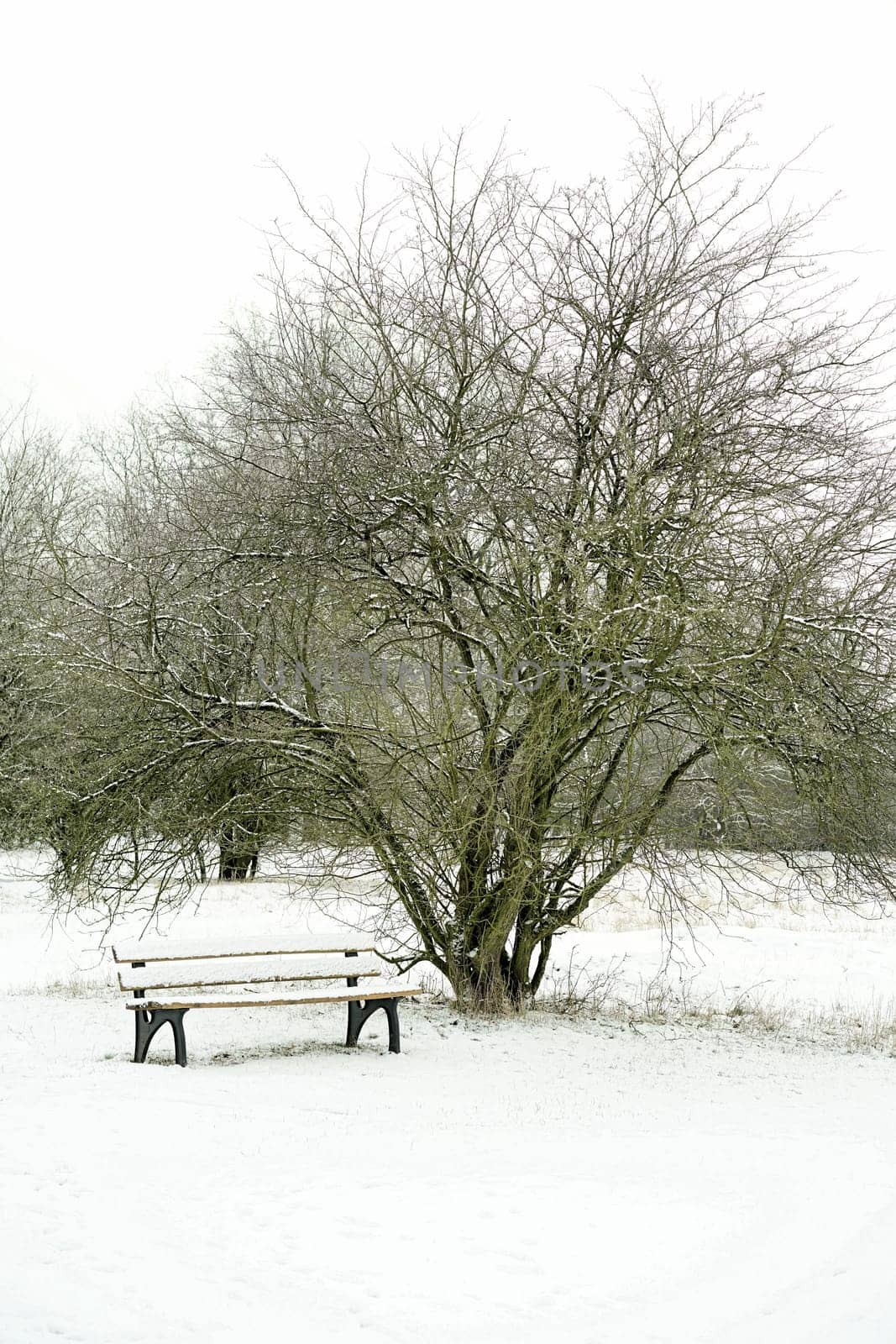 Bench in a park near Magdeburg in winter