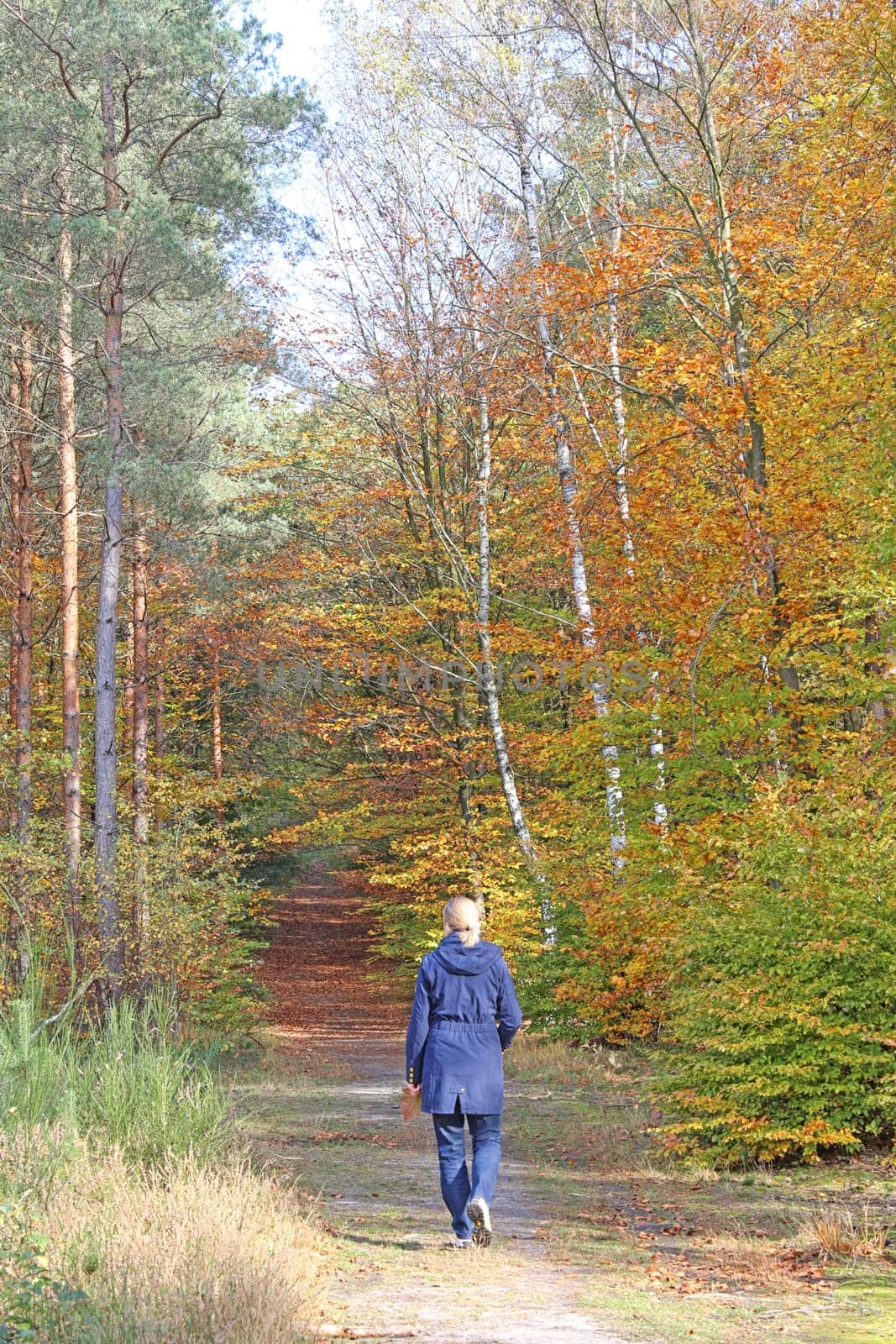Forest walk in autumn