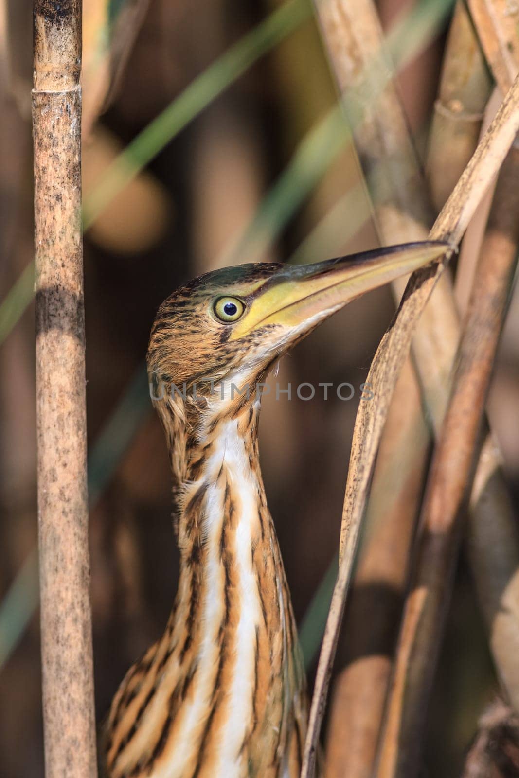 Squacco Heron (Ardeola ralloides) in Danube Delta, Romania