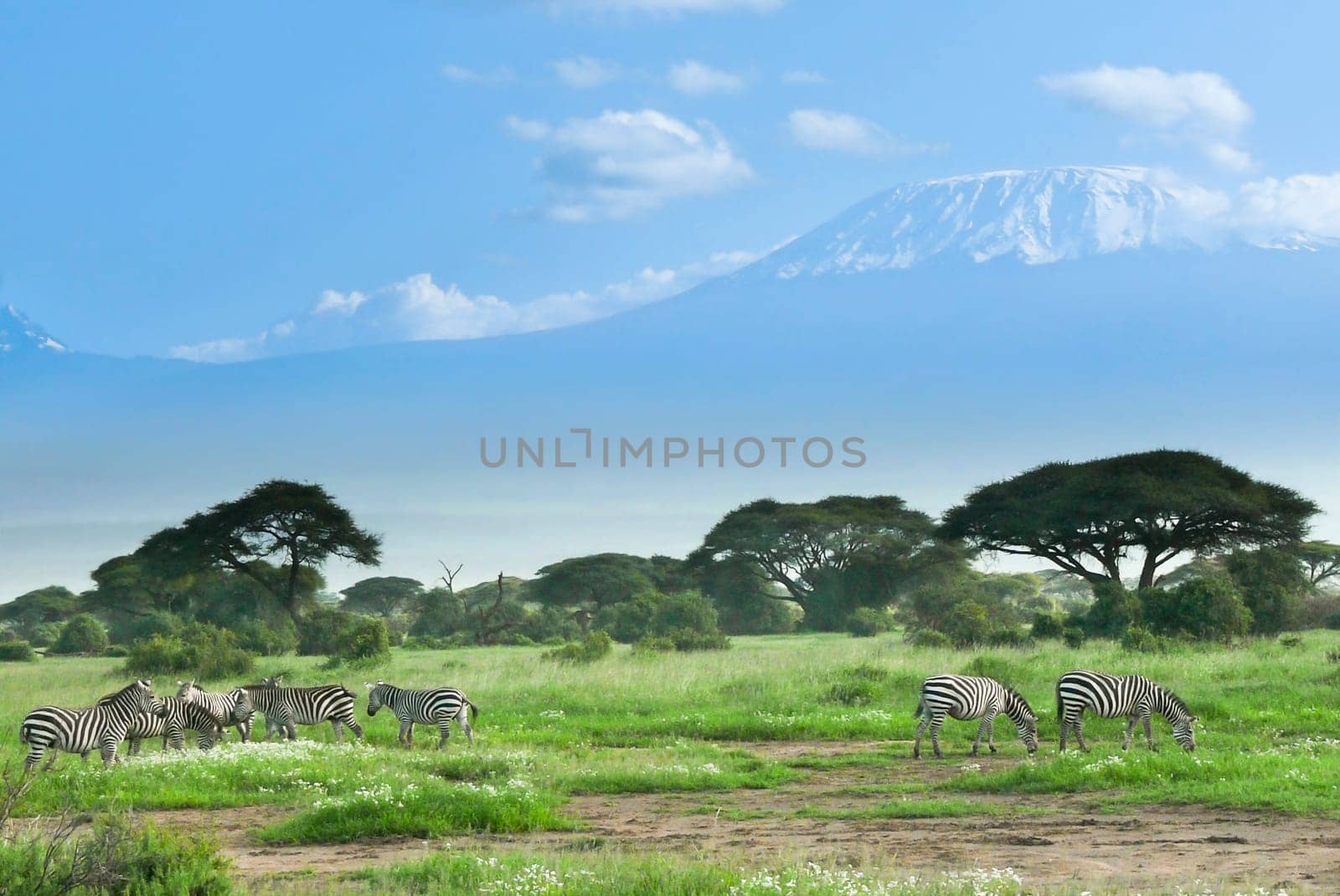 zebras near mount kilimanjaro in kenya,africa wildlife