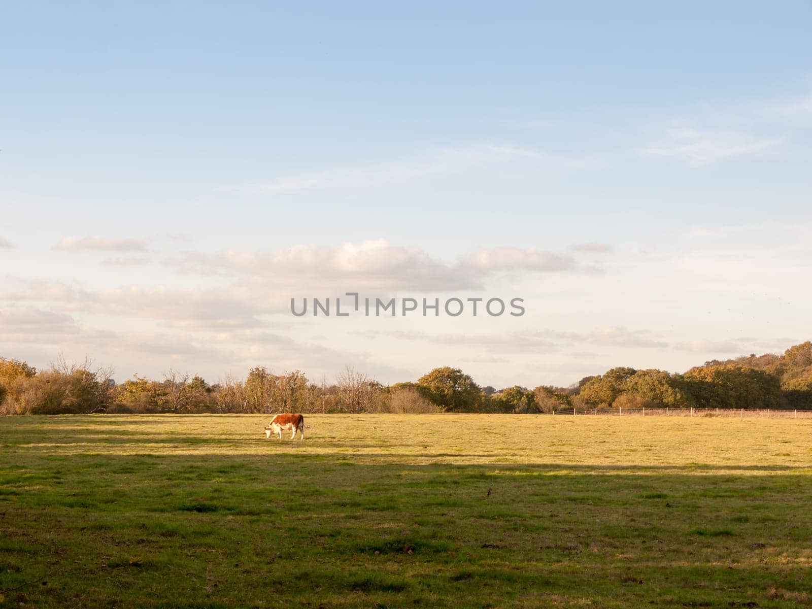 beautiful brown cow on green land pasture eating  essex  england  uk