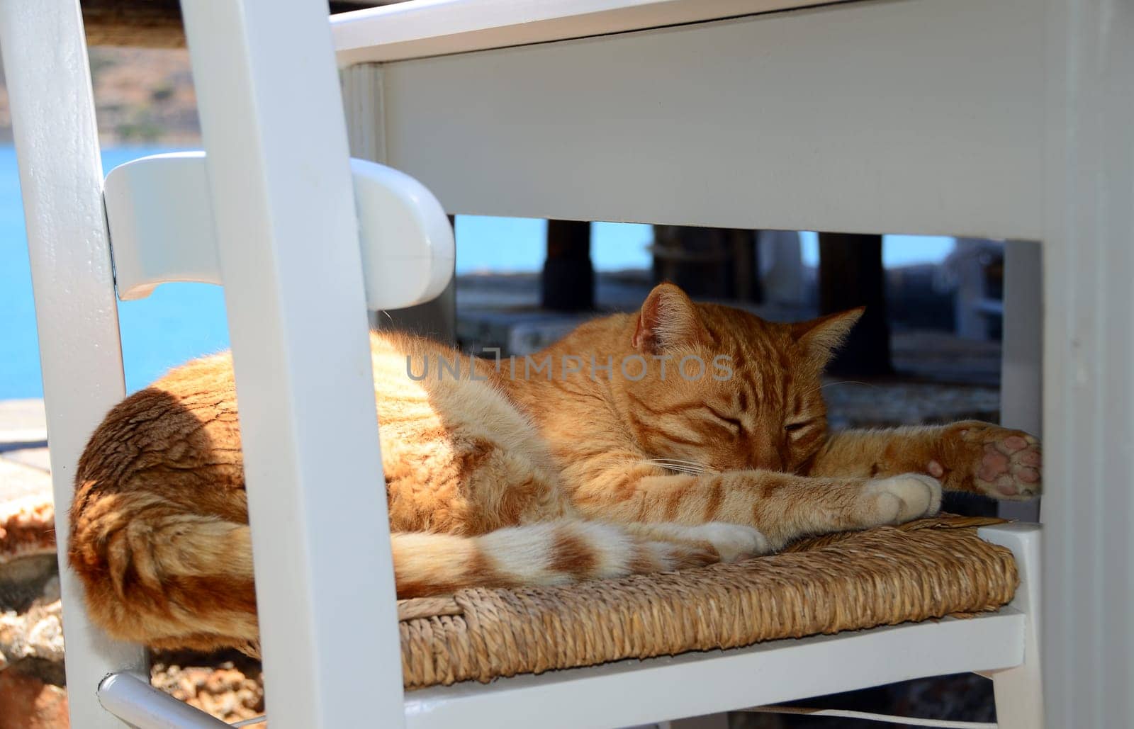 Cat sleeps on a chair