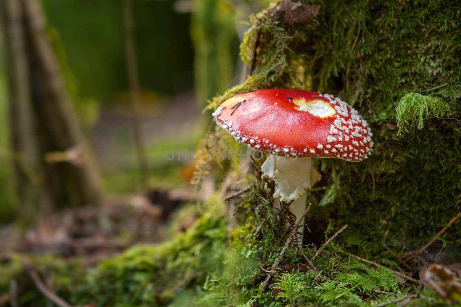Fly agaric in the forest