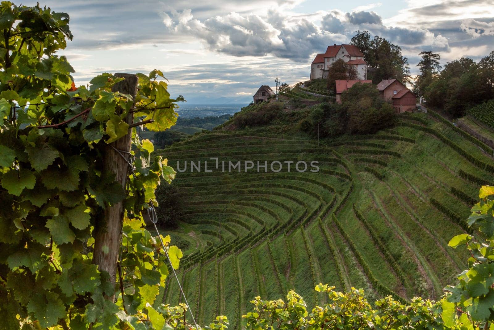 Staufenberg Castle in Durbach surrounded by vines in summer