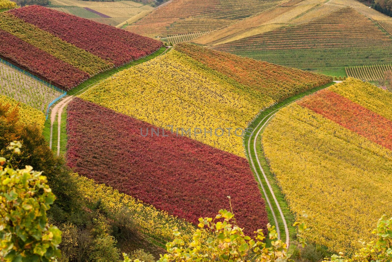Vineyards in autumn