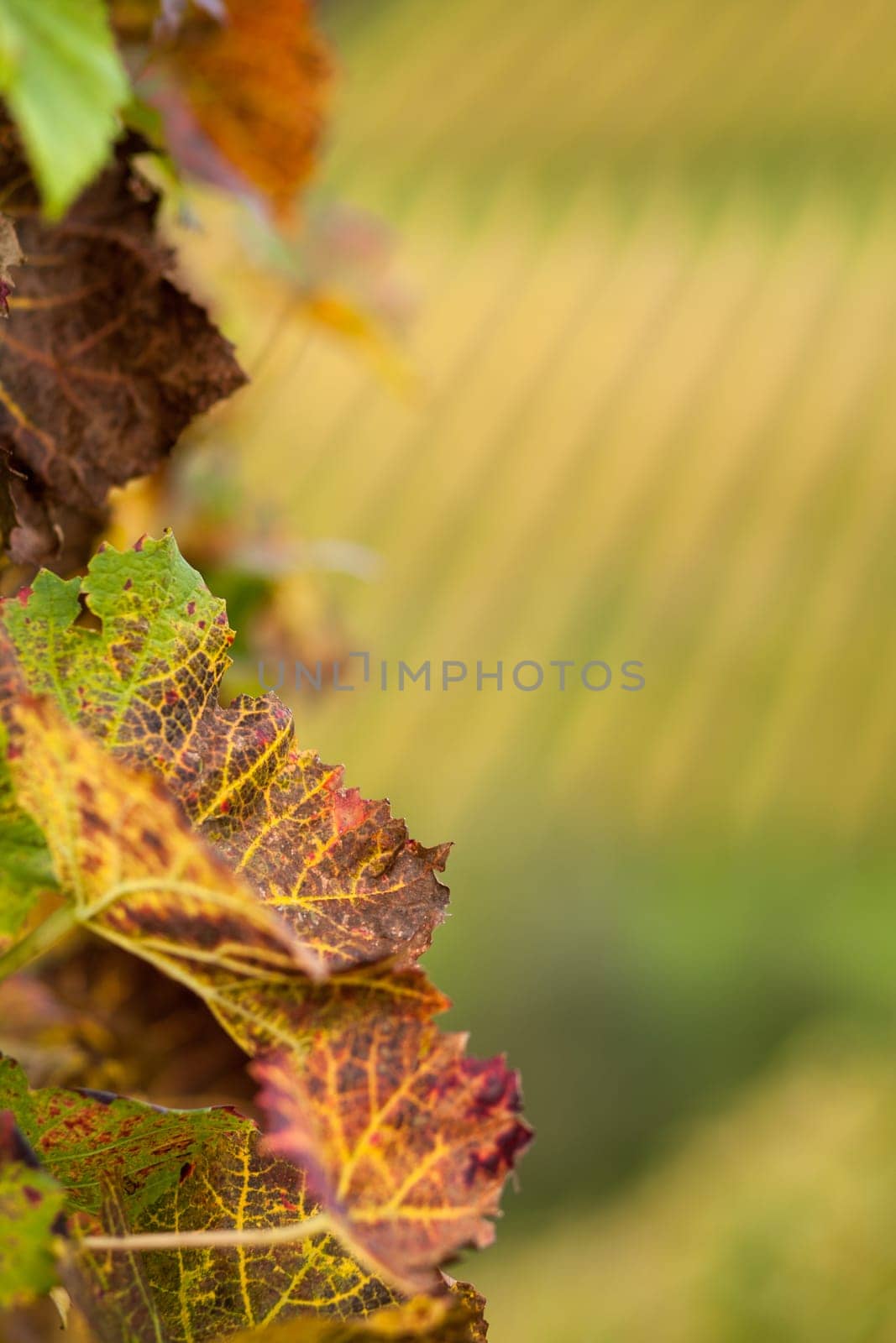 Vines in autumn