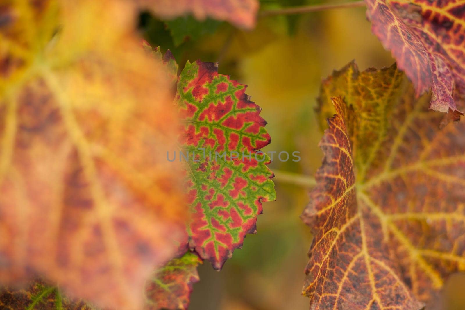 Vine leaves in autumn