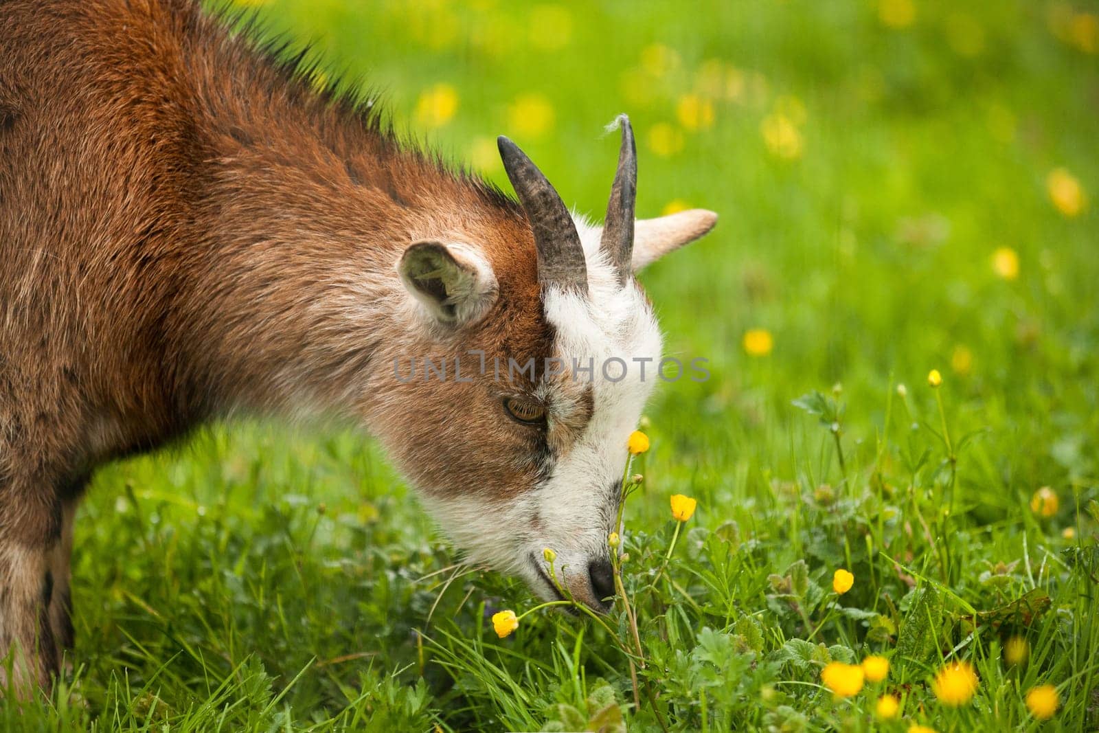 Young little goat standing on a meadow eating grass and flowers