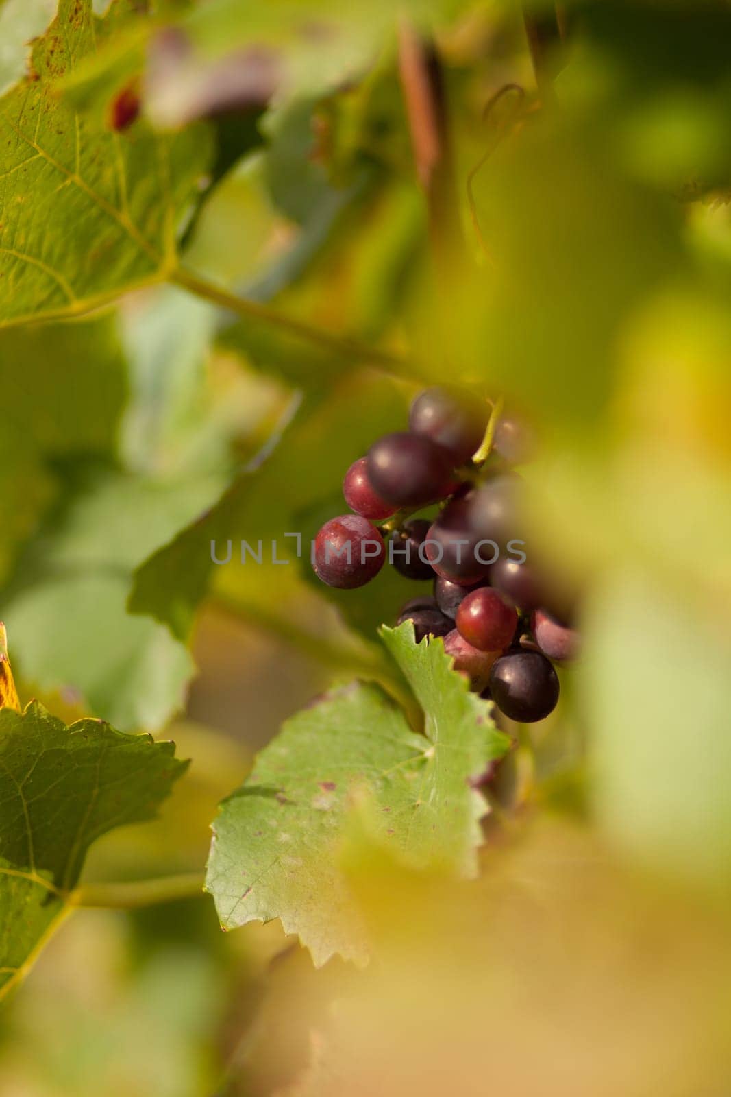 Red wine grapes on a stick