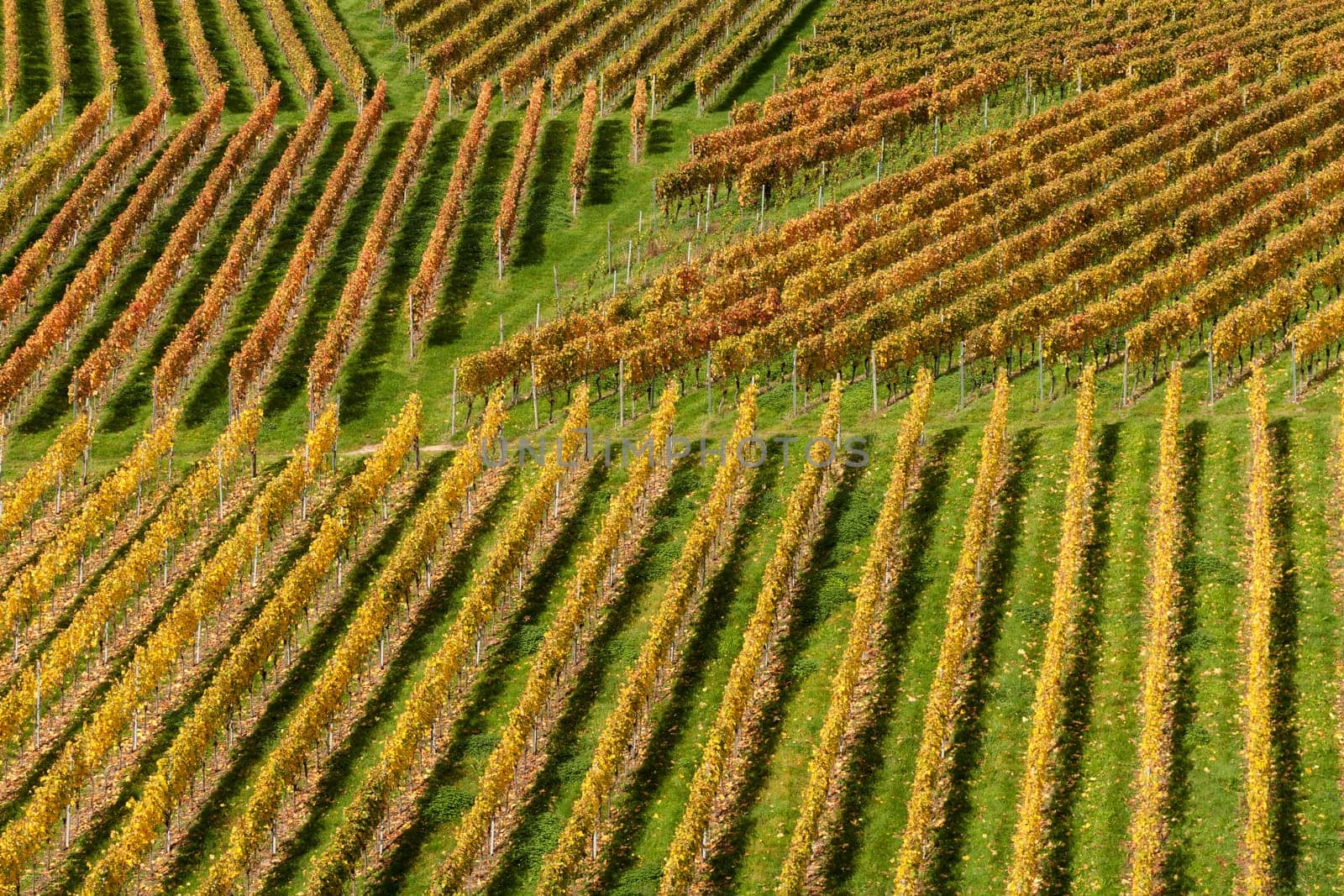 Vines in autumn