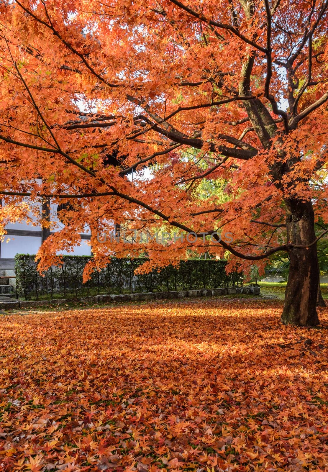 Red maple autumn color leaves at Tofukuji temple in Kyoto, Japan