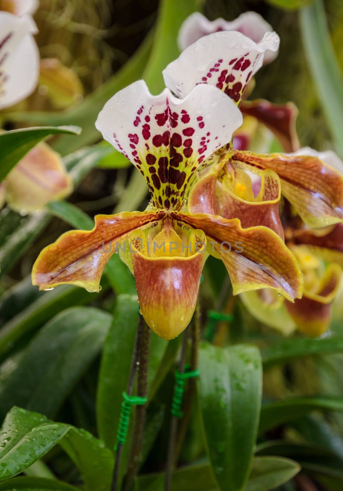 Lady slipper orchid or Paphiopedilum Slipper Orchid (Paphiopedilum gratrixianum) in bloom