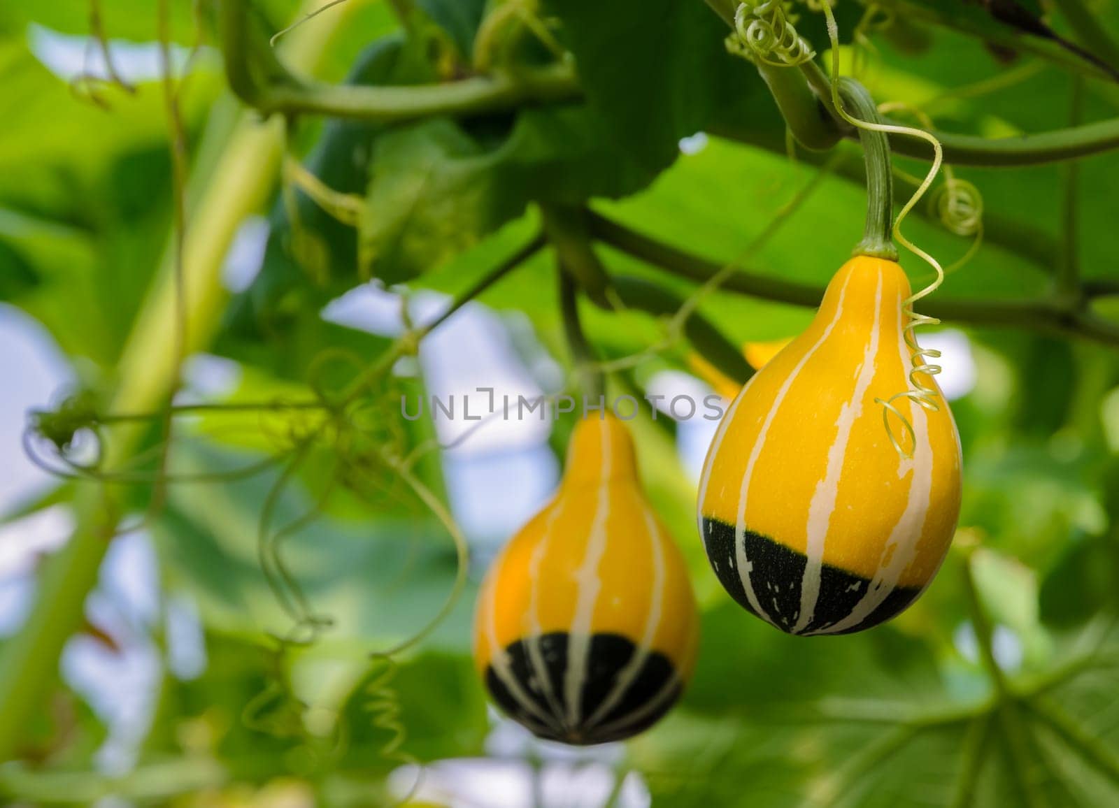 Pumpkin or Ornamental gourd on its tree