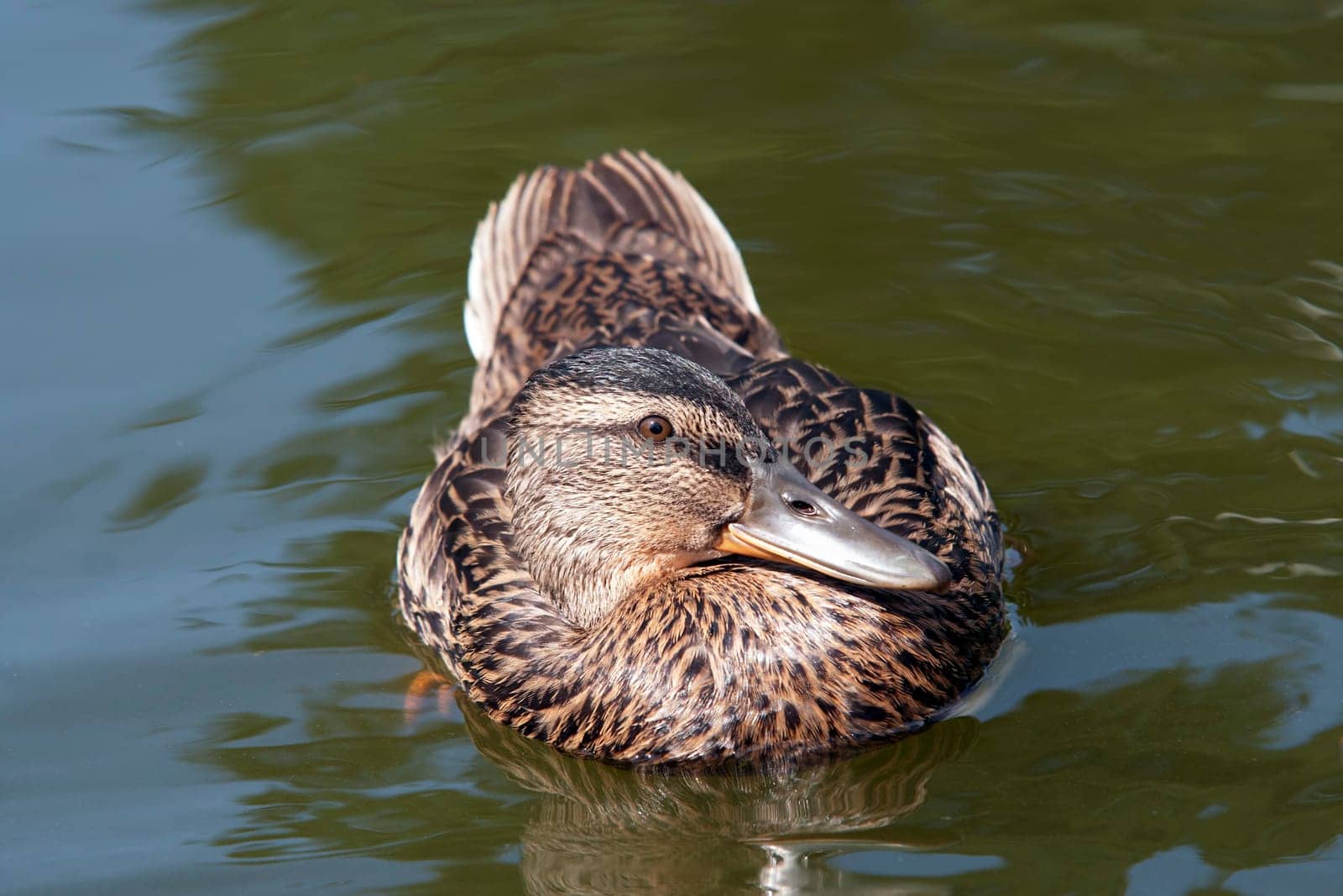 Shot of the wild duck floating on the water with fixed look
