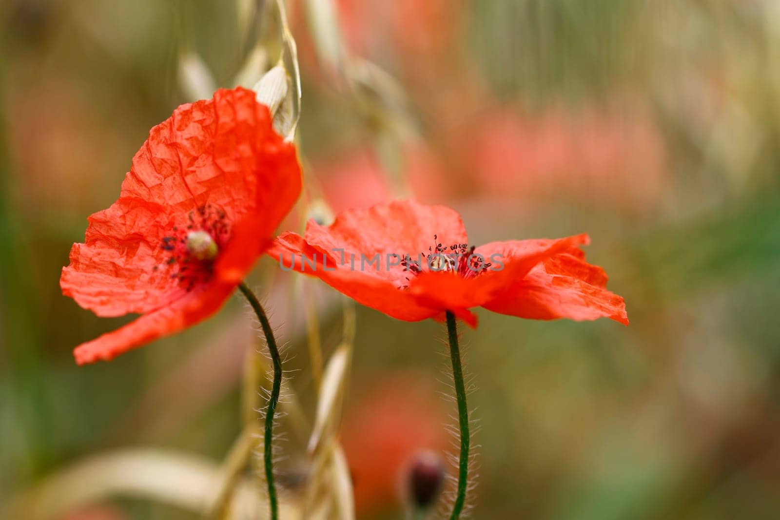 Detail of the bloom of corn poppy on the meadow