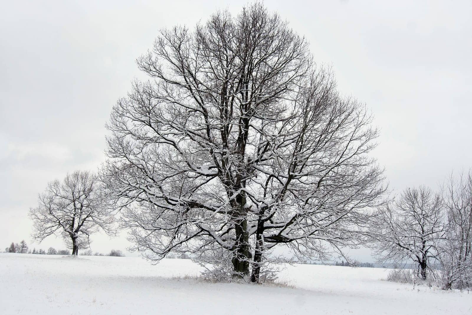 Image of the trees in winter landscape