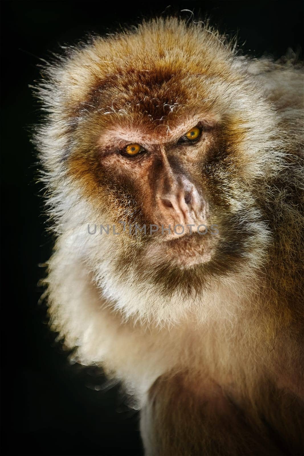 Closeup Portrait of Barbary Macaque (Macaca Sylvanus)