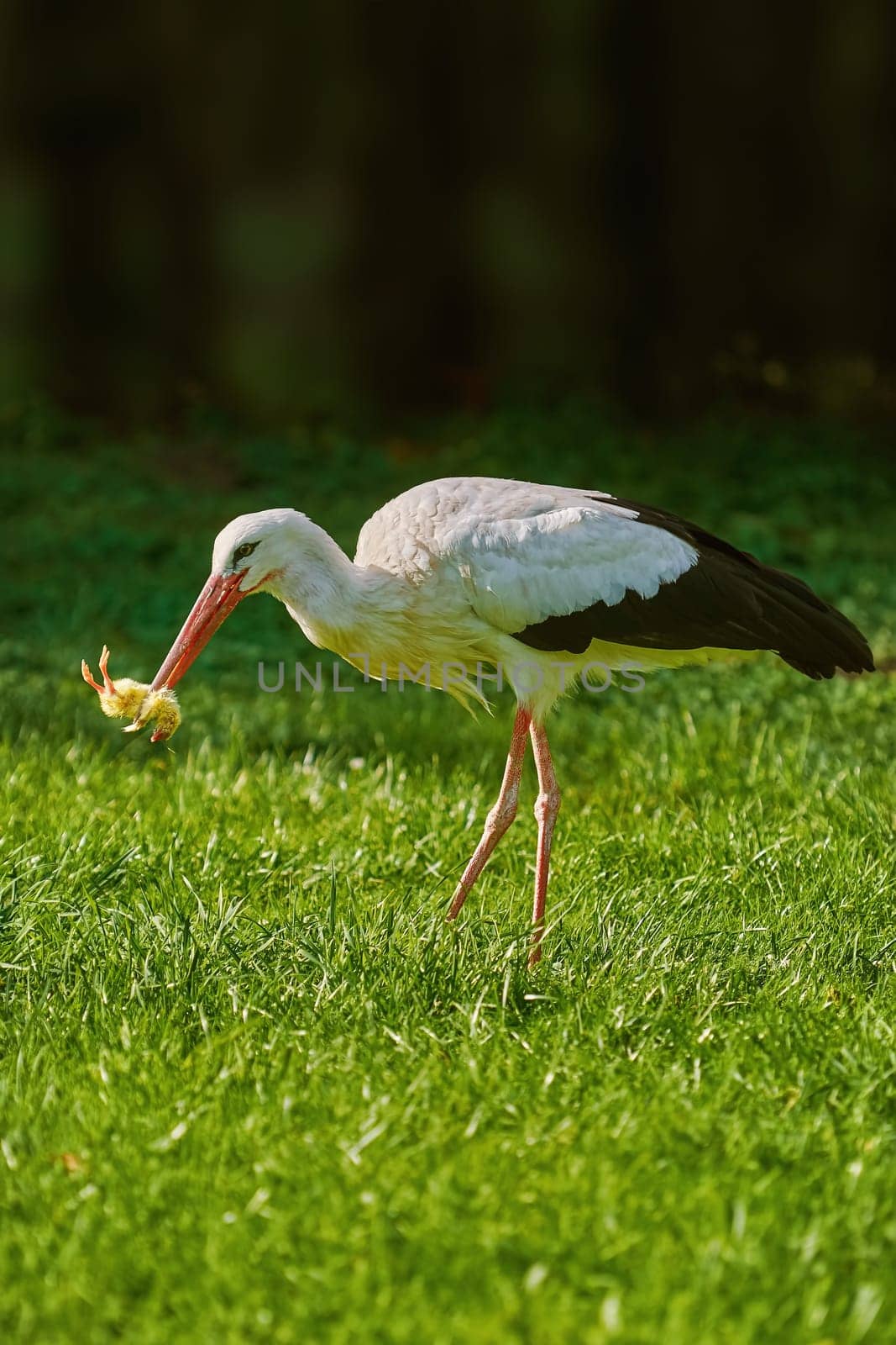 Stork Eats a Chick on the Green Lawn