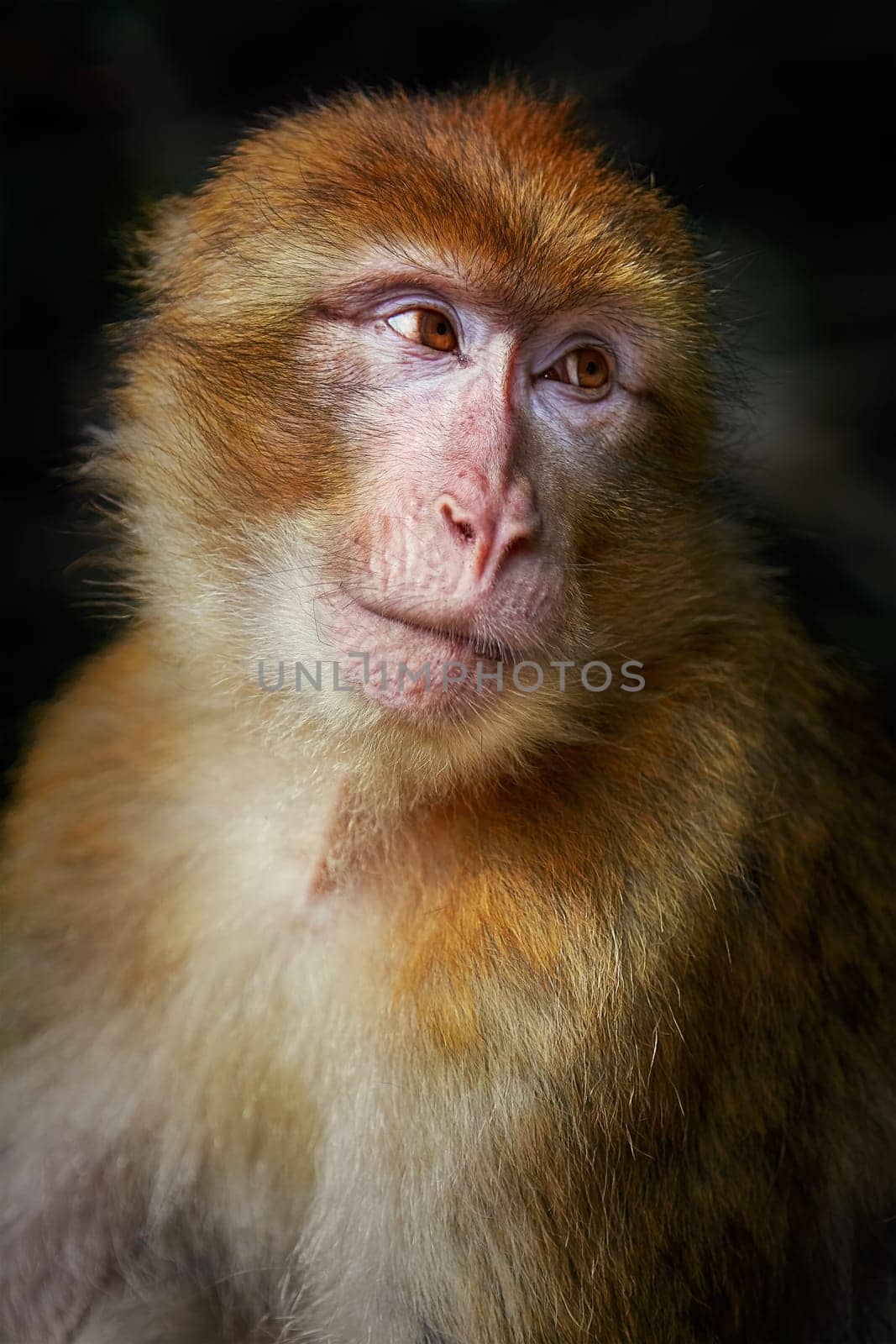 Closeup Portrait of Barbary Macaque (Macaca Sylvanus)