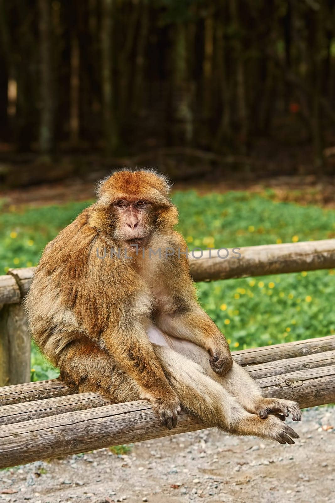 Barbary Macaque (Macaca Sylvanus) Sitting on the Bench