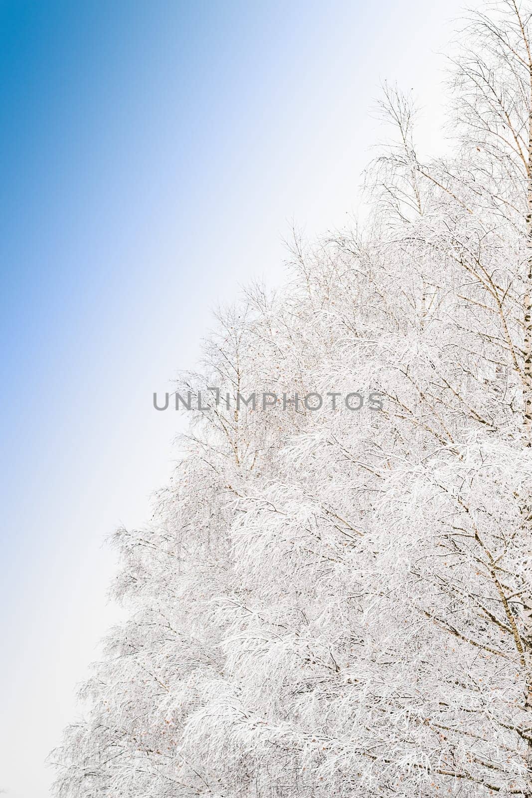 Beautiful frosty morning view with frozen branches of snowy tree in snow-covered forest