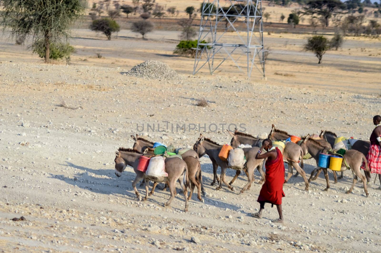 Masai driving a herd of donkeys with containers for water in the countryside of Tanzania