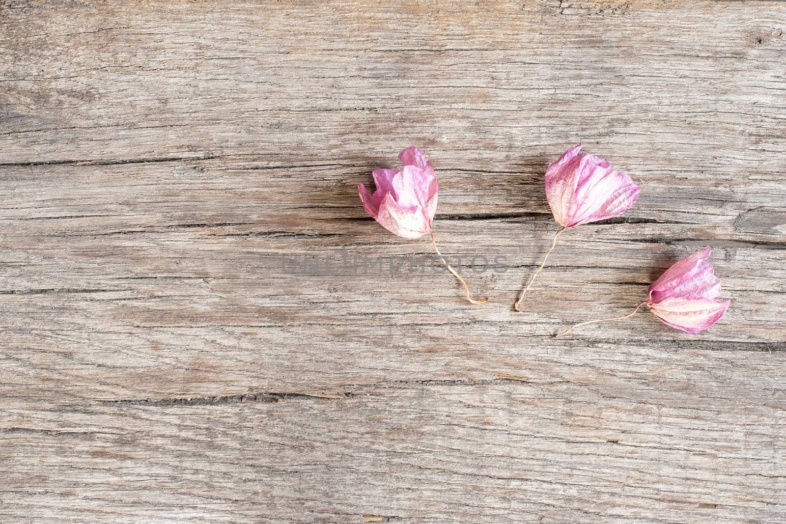 Withered flowers orchid on rustic wood of oak with cracks