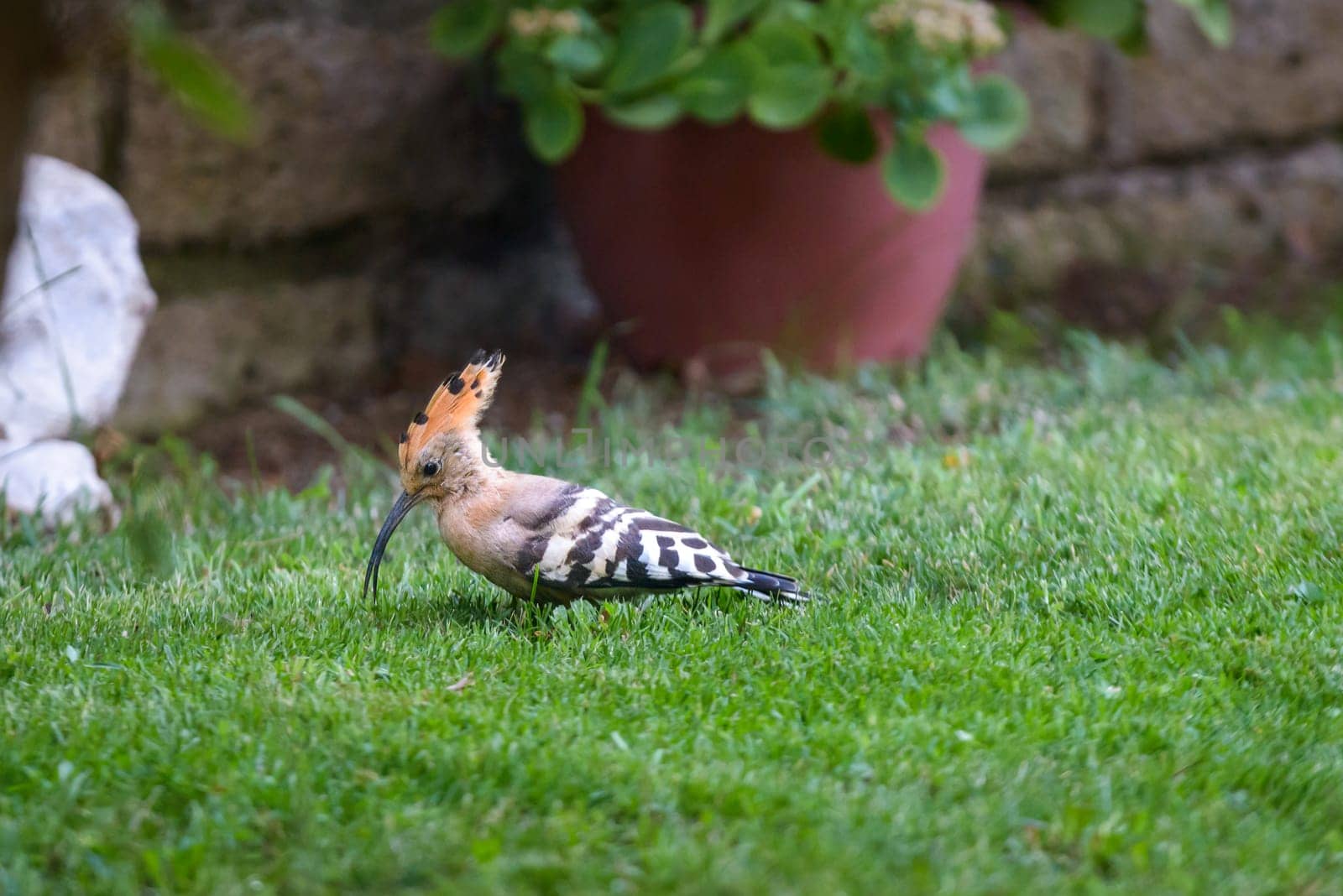 Nice Hoopoe serching food in the garden