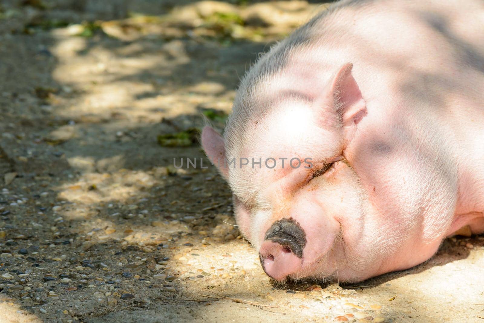 A very big pink pig female resting under the sun