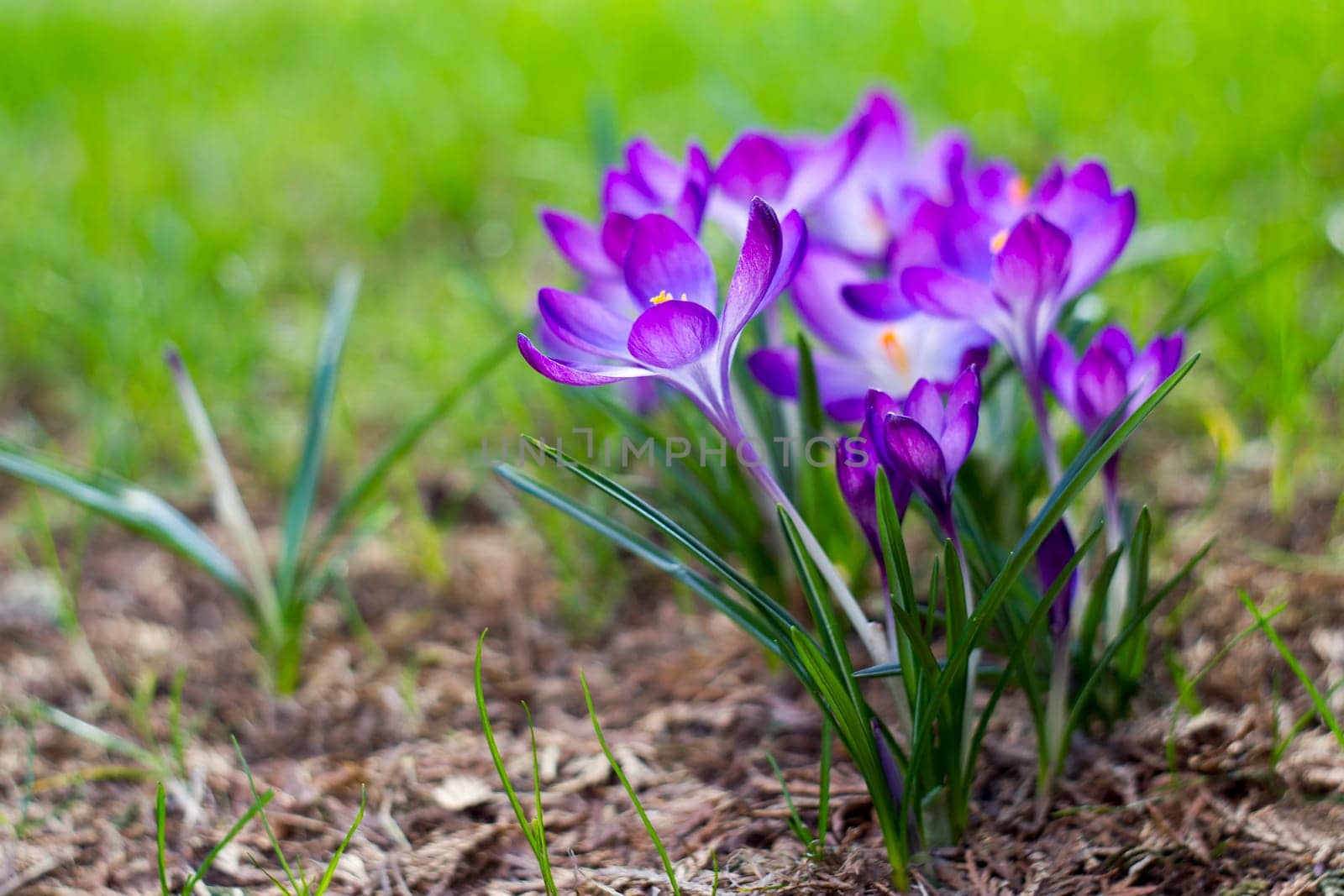 crocus - one of the first spring flowers