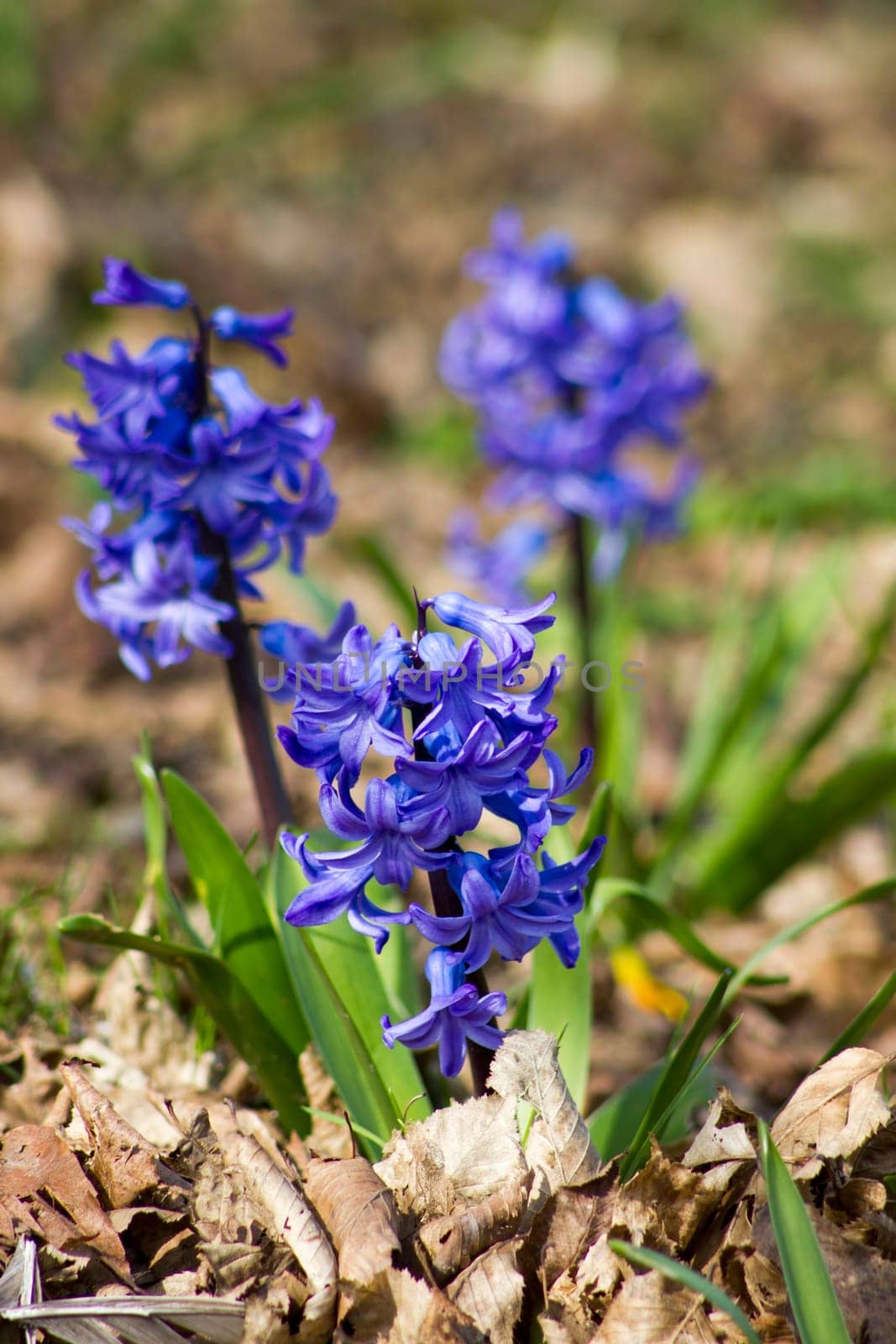 violet hyacinth flowers