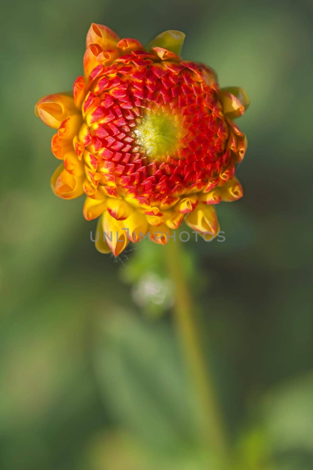 Orange-red dahlia - dahlia - macro image of the bud