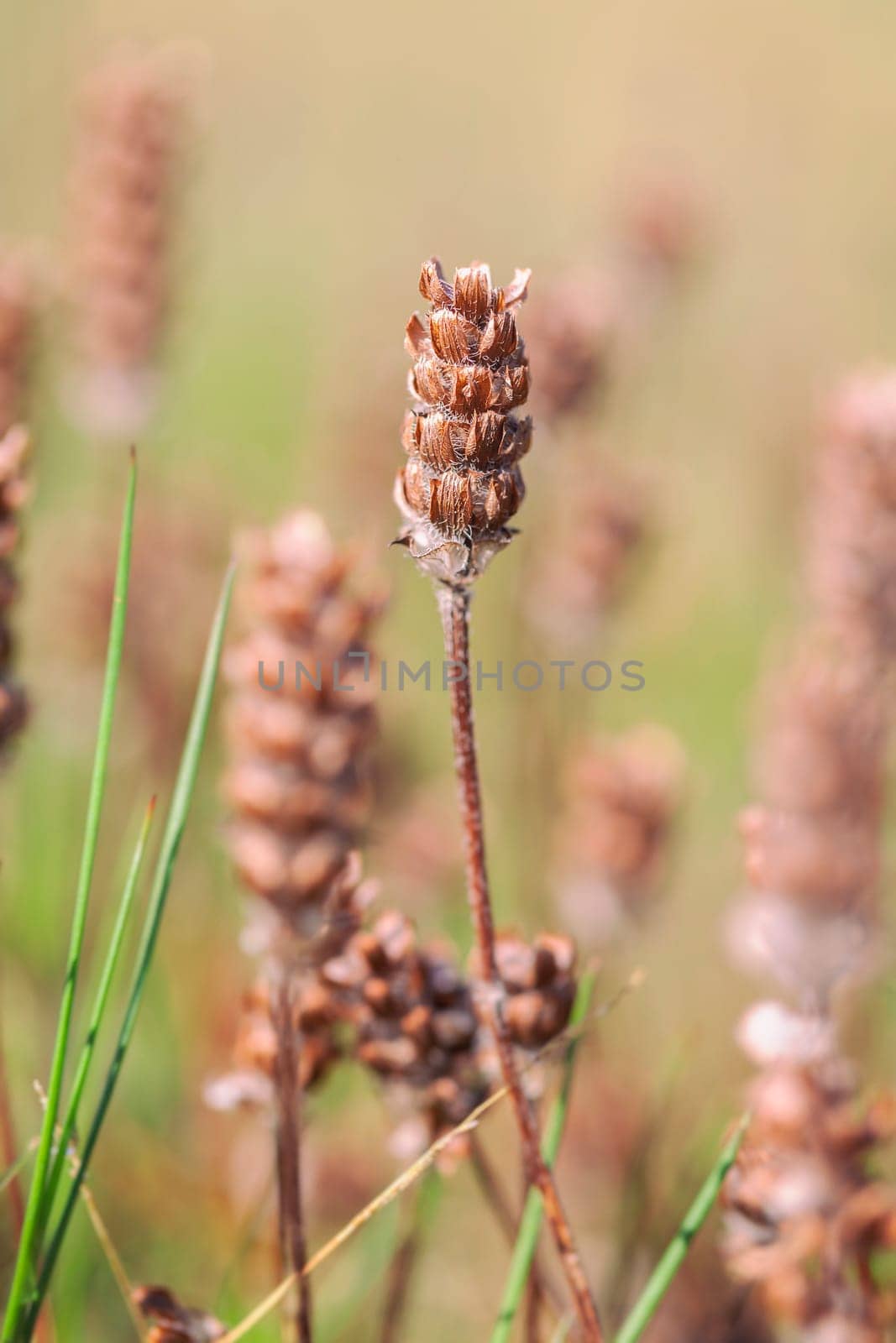 Dried small brownella - Prunella vulgaris in a macro image