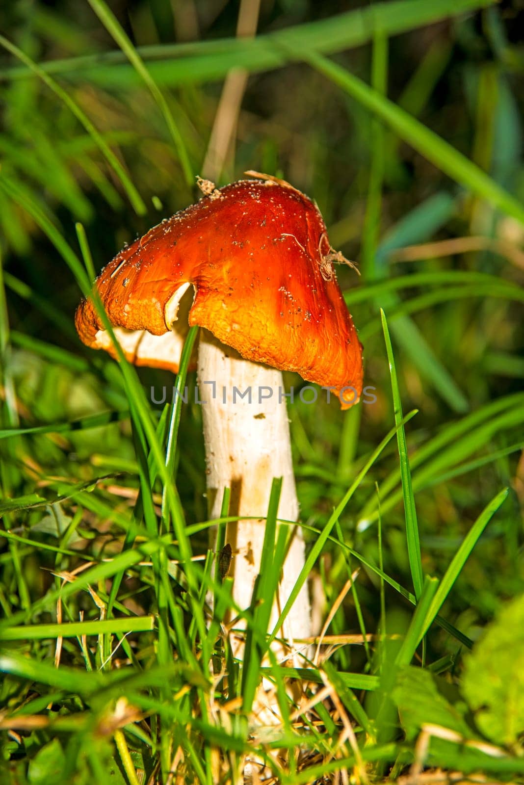 Fly agaric,older specimen