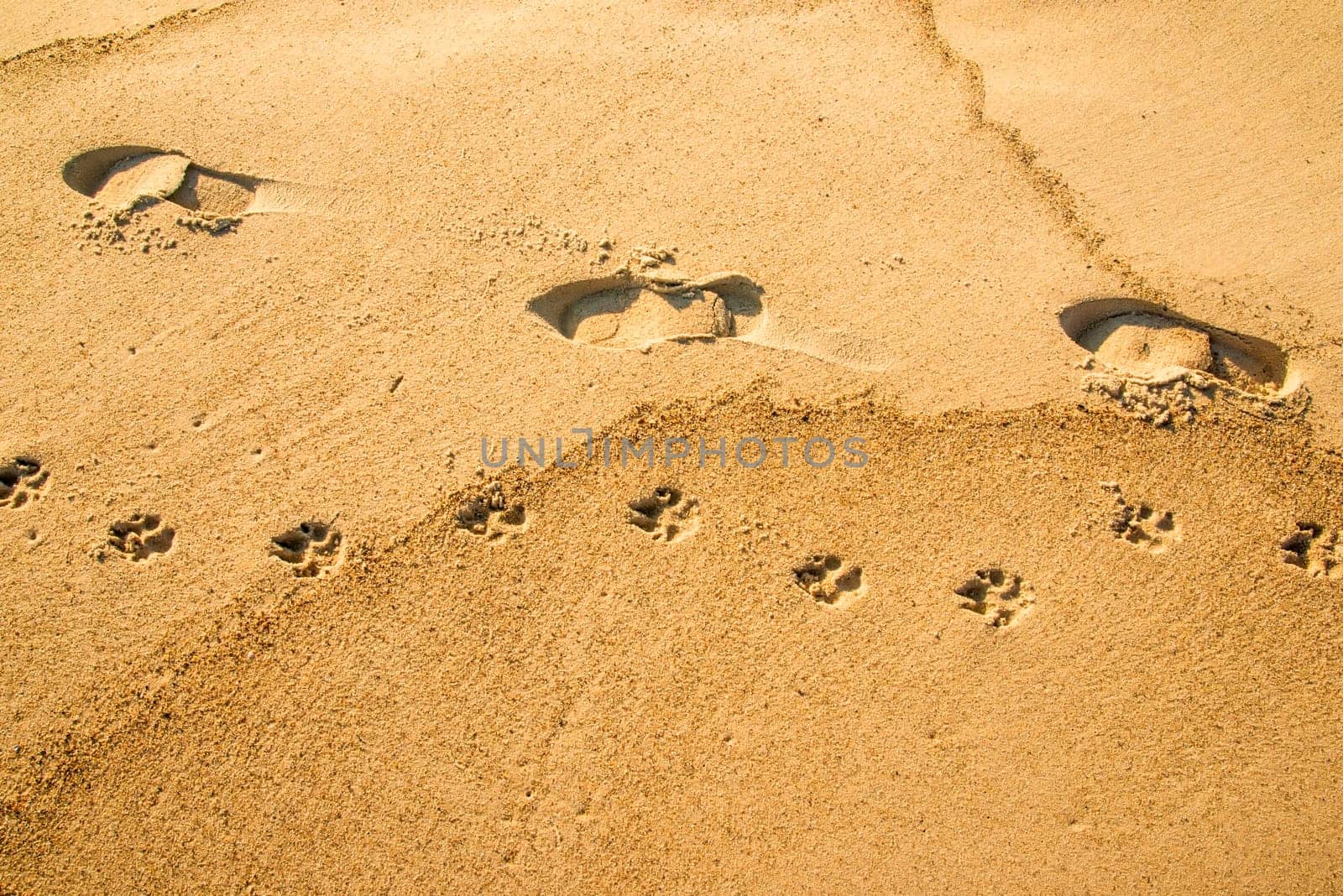Lane on the beach,pedestrian with dog