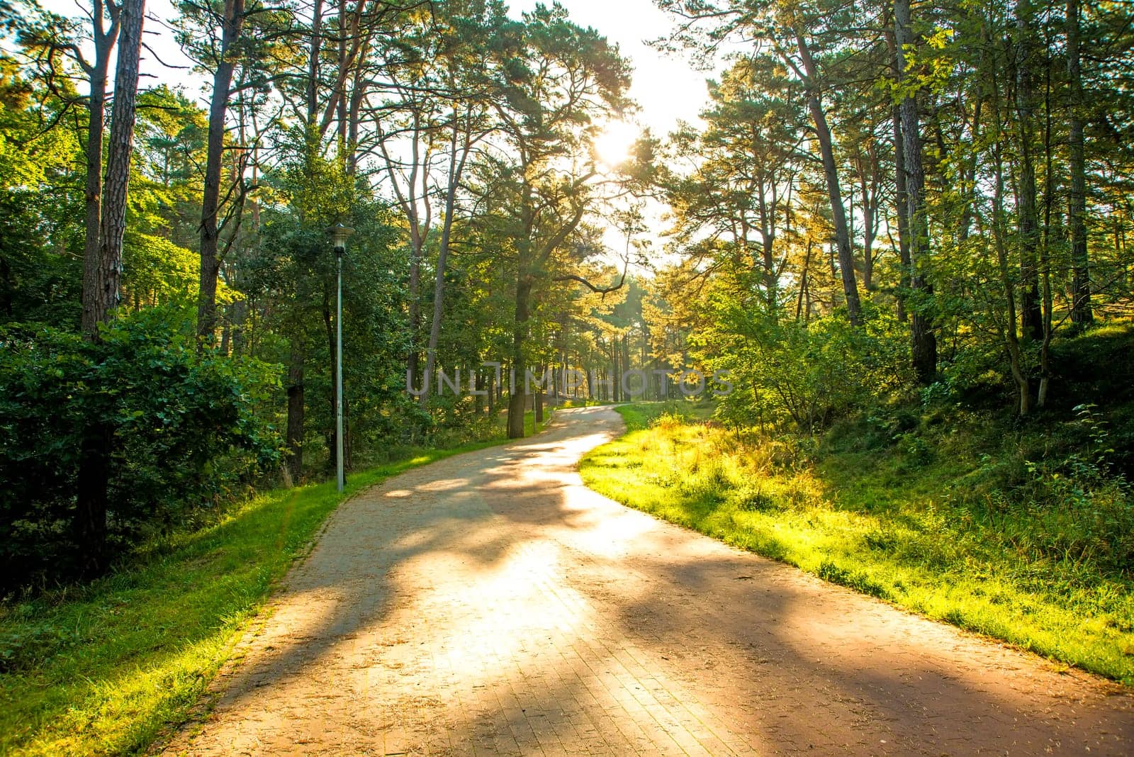 Pine forest on the Baltic Sea coast in Poland