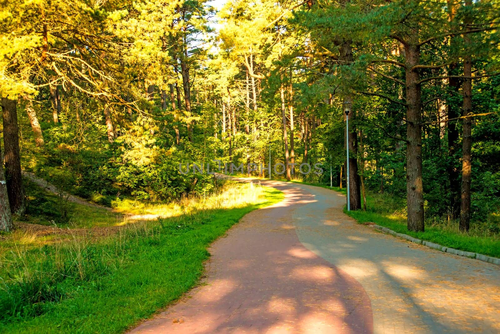 Pine forest on the Baltic Sea coast in Poland