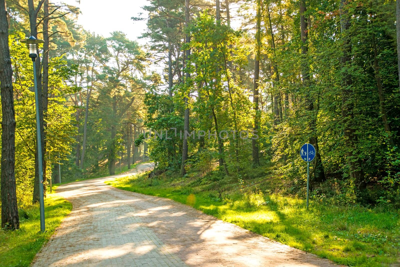 Pine forest on the Baltic Sea coast in Poland