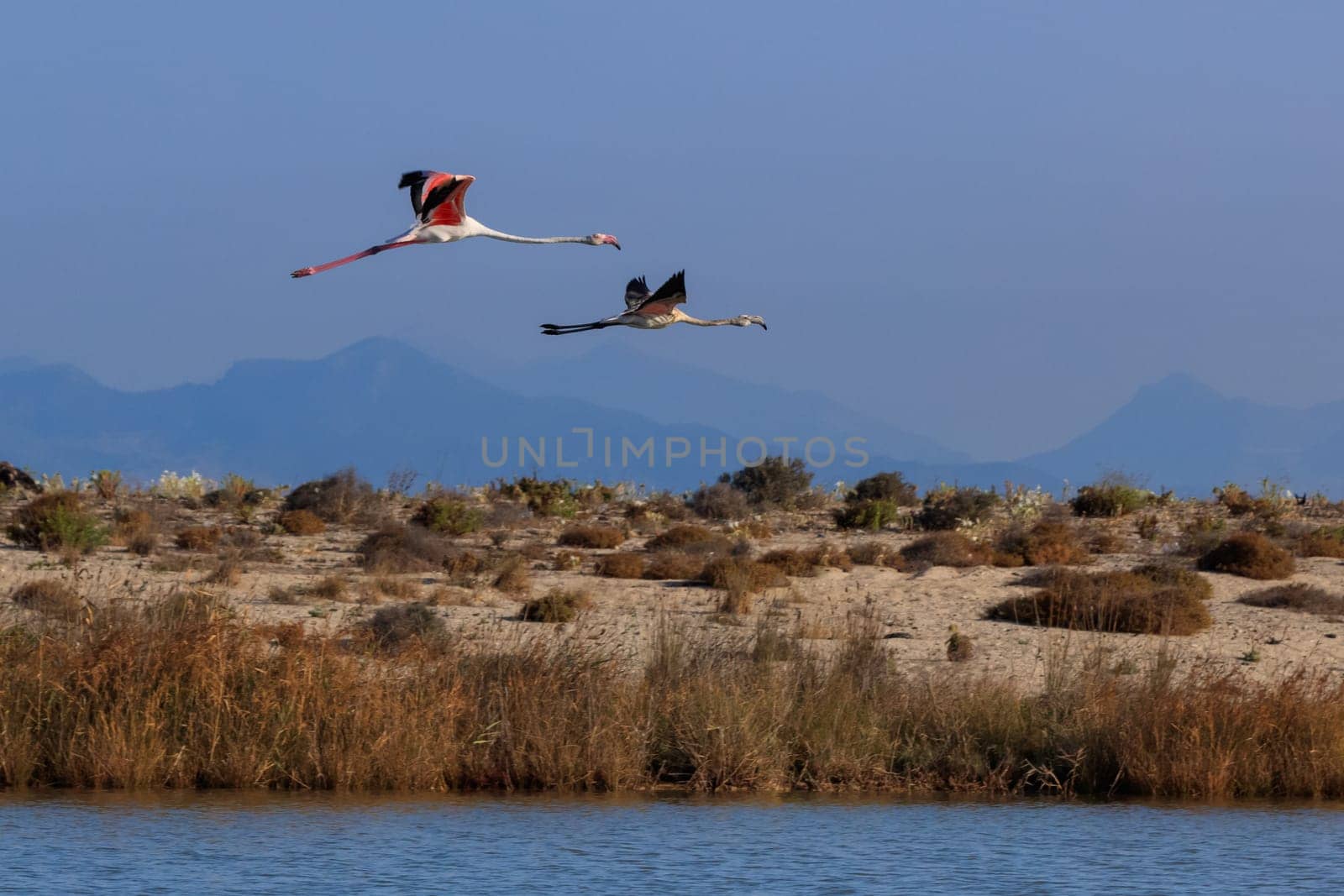 pink flamingos in flight . Lefkada island, Greece