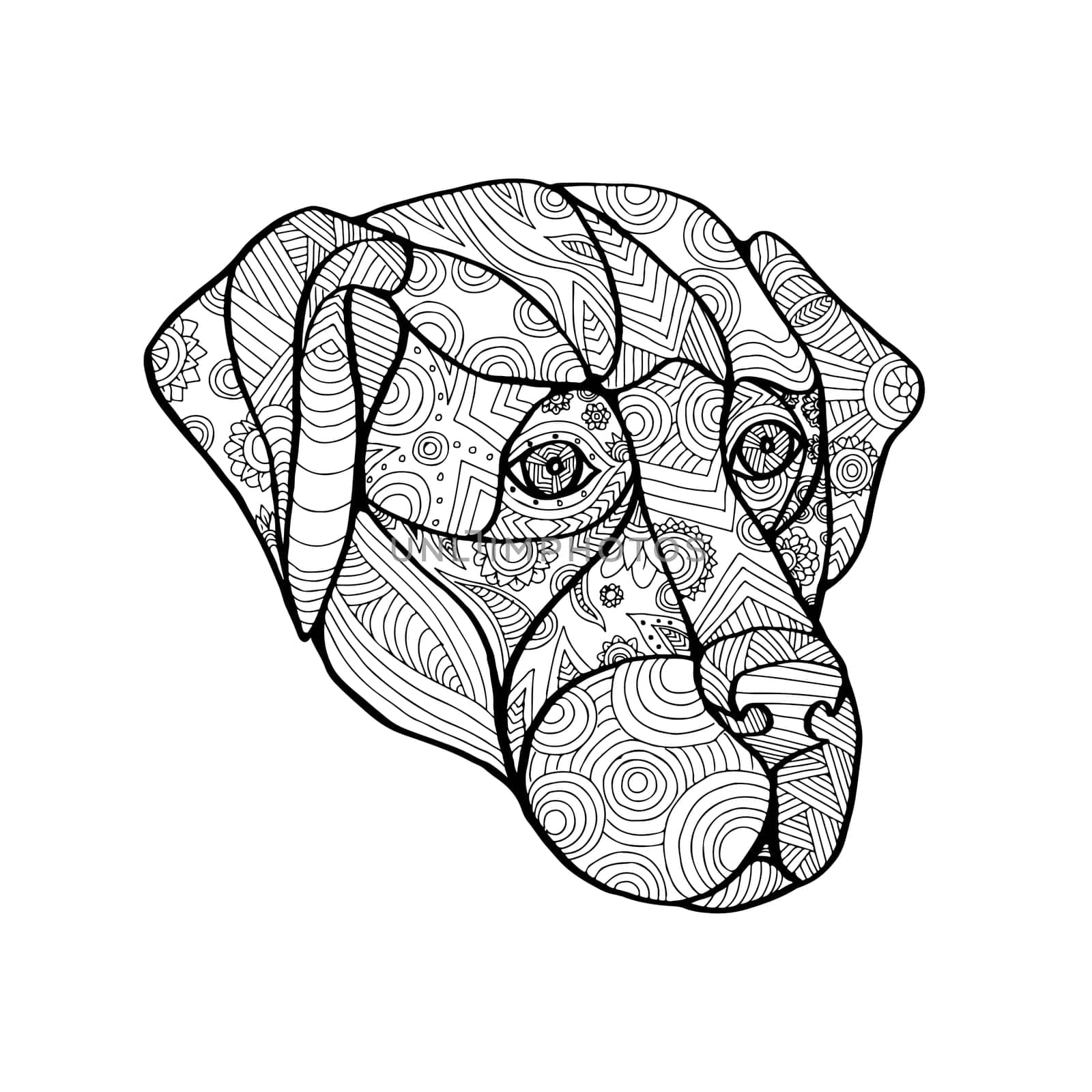 Mandala style illustration of a labrador retriever dog head viewed from front on isolated backgound.